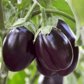 Fresh Eggplant (Brinjal)